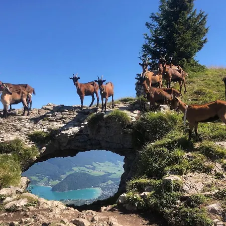 Ferienwohnung Obereck Natur-Ruhelage - Bad Ischl